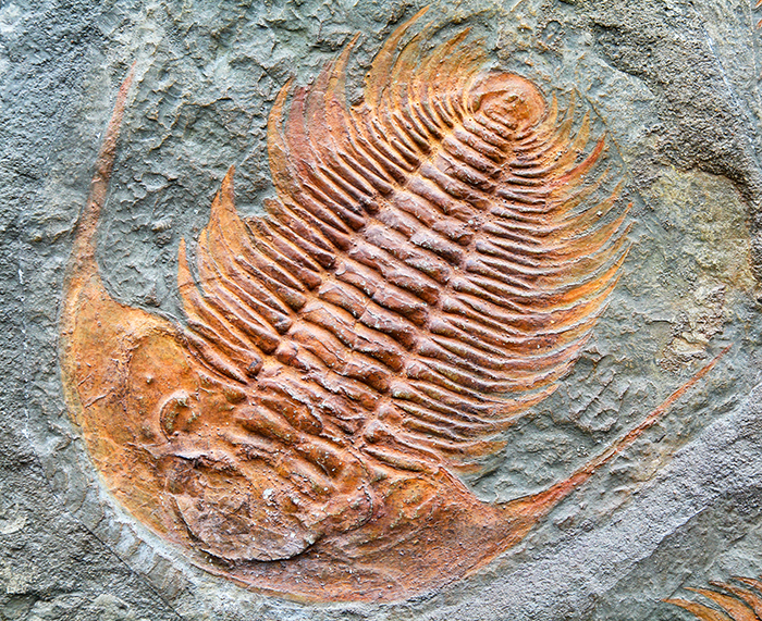 mineraux-fossiles